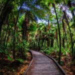 Redwoods Rotorua new zealand