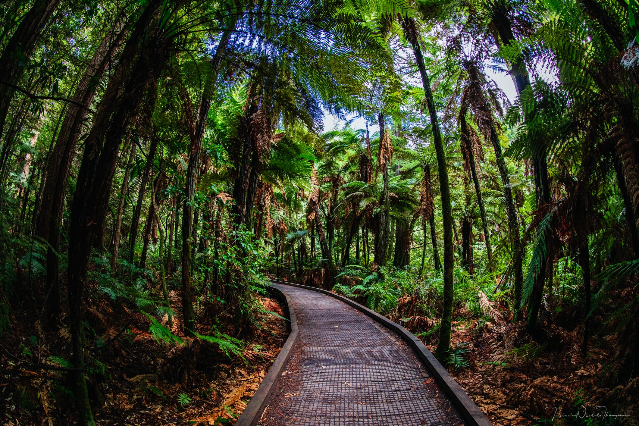 Redwoods Rotorua new zealand