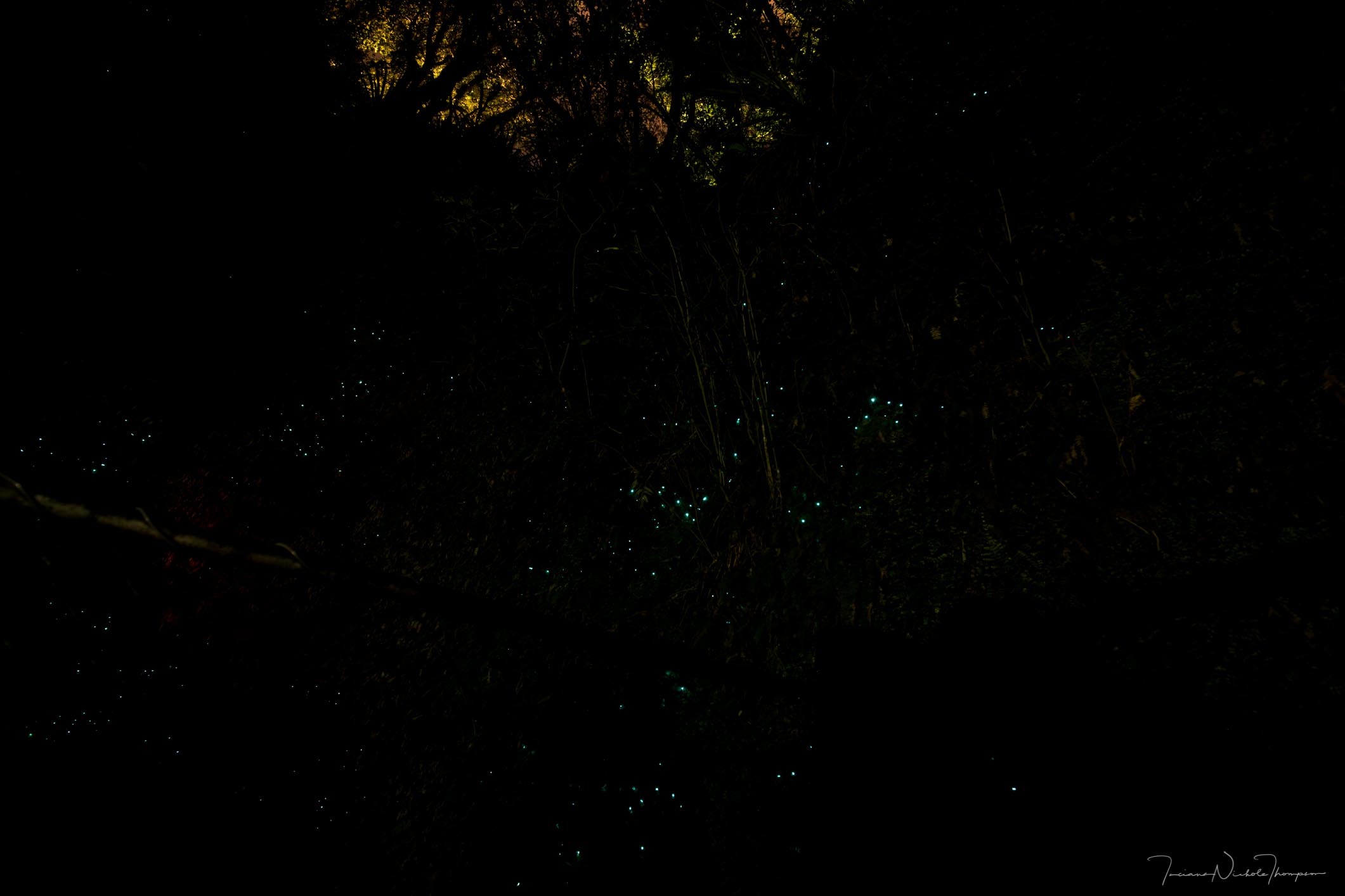 Glow worm dell New Zealand Trip
