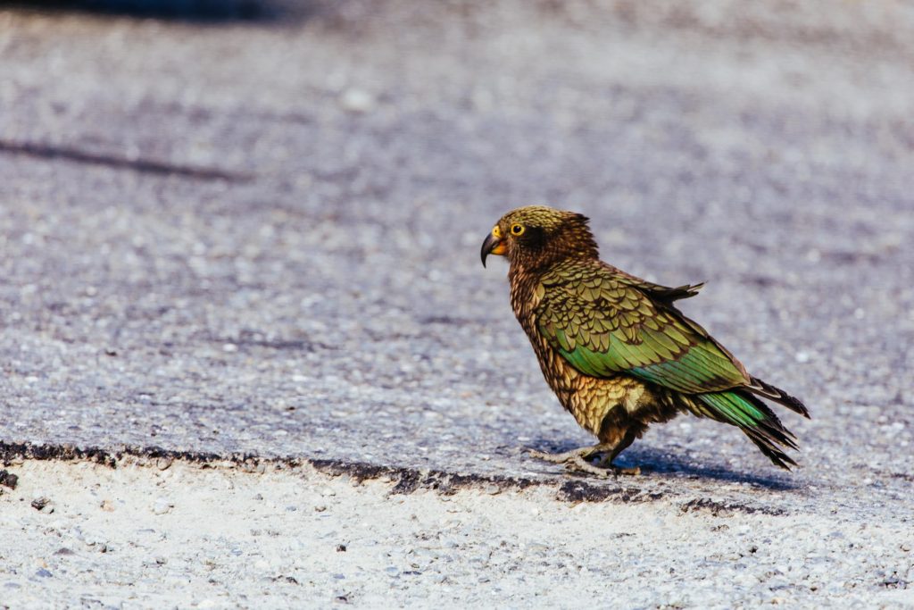 Kea bird New Zealand Trip