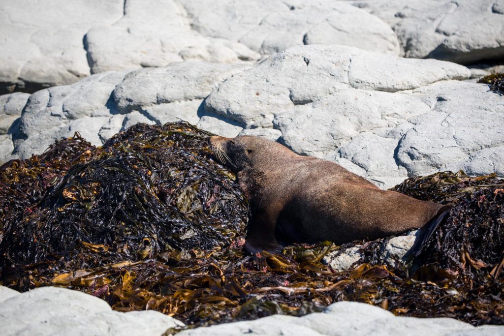 Lazy seal at point kean, south island New Zealand