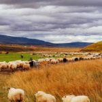 The Annual Icelandic Sheep Sorting