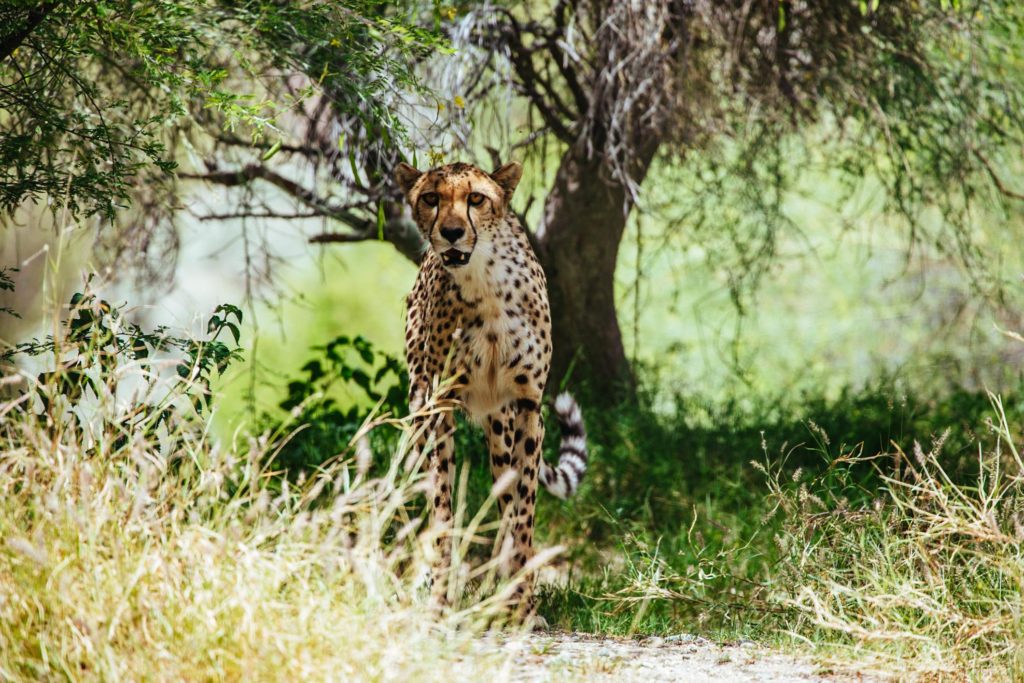 Cheetah at the Living Desert