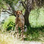 Cheetah at the Living Desert