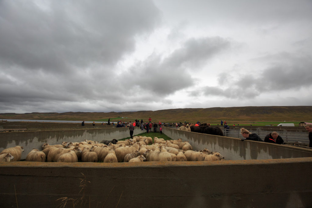 sheep waiting to be sorted