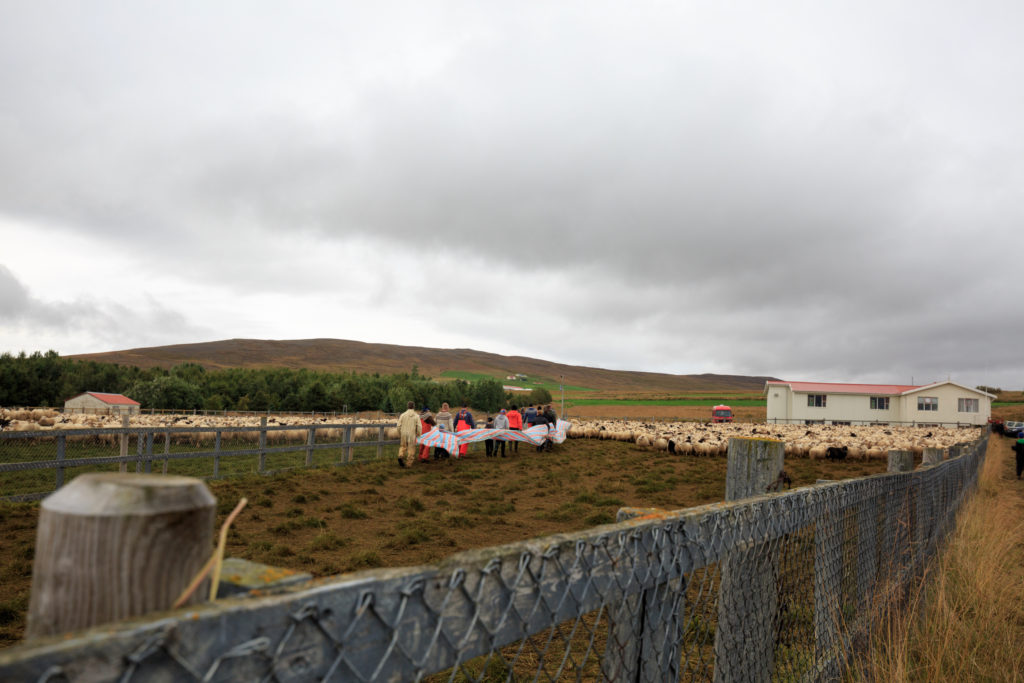 The beginning of the sheep sorting