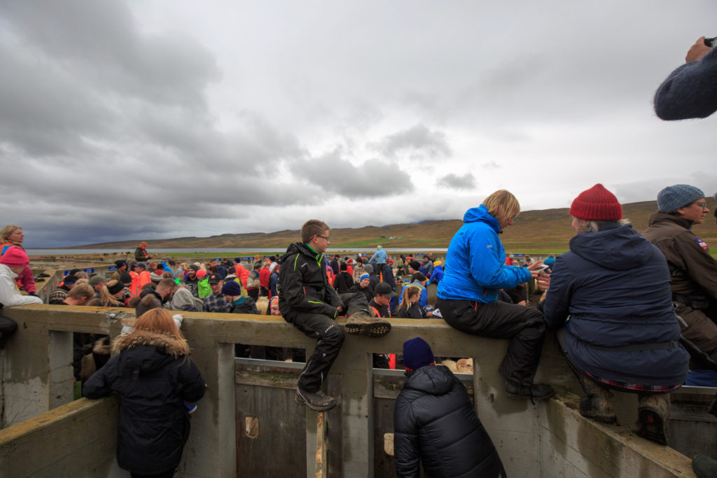 waiting to sort the sheep