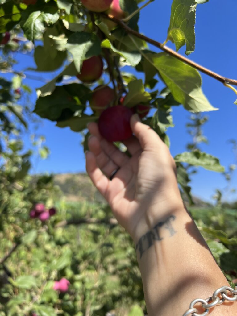 apple picking