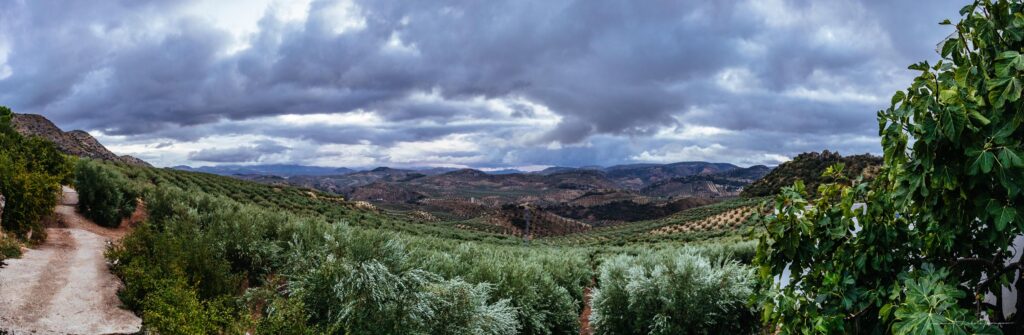 country side of olive trees in El Esparragal