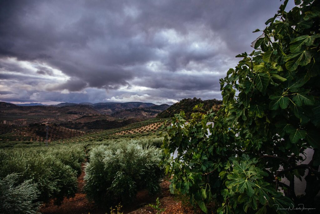 El Esparragal olive groves