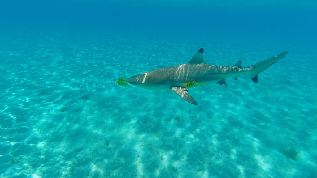 swimming with reef tip sharks, Tahiti Itinerary