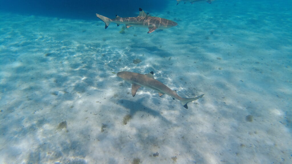 swimming reef tip sharks in French Polynesia