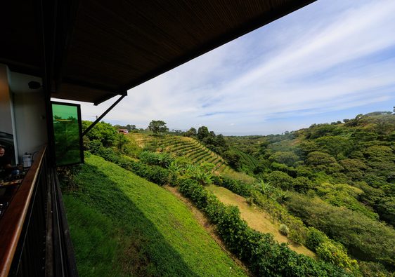alcasia coffee farm in Costa Rica